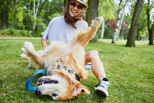 Labrador lies on back on grass whilst a woman with dark hair, sunglasses and sneakers rubs its tummy